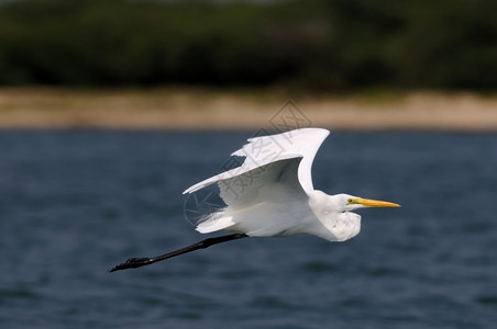 野生动物迁徙的a其自然栖息地中的小Egret苍鹭图片