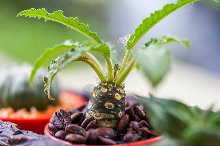 长钉盆栽小仙人掌在花盆中与椰菜豆天然植物学图片