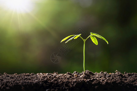 在花园的土壤中种植小树有阳光生态环境概念地面黑色的污垢图片