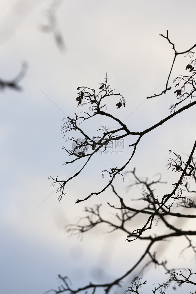 植物寒冷的落下在阴云气候灰色天空背景下的树枝木封闭部分混合林木树枝和图片