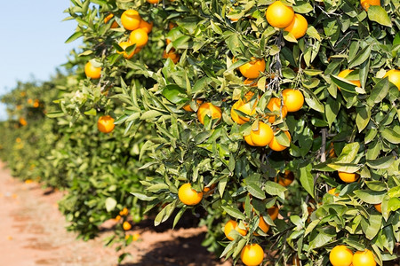 冒失鬼西班牙巴伦亚省典型的橙色树苗西班牙巴伦亚健康甜的图片
