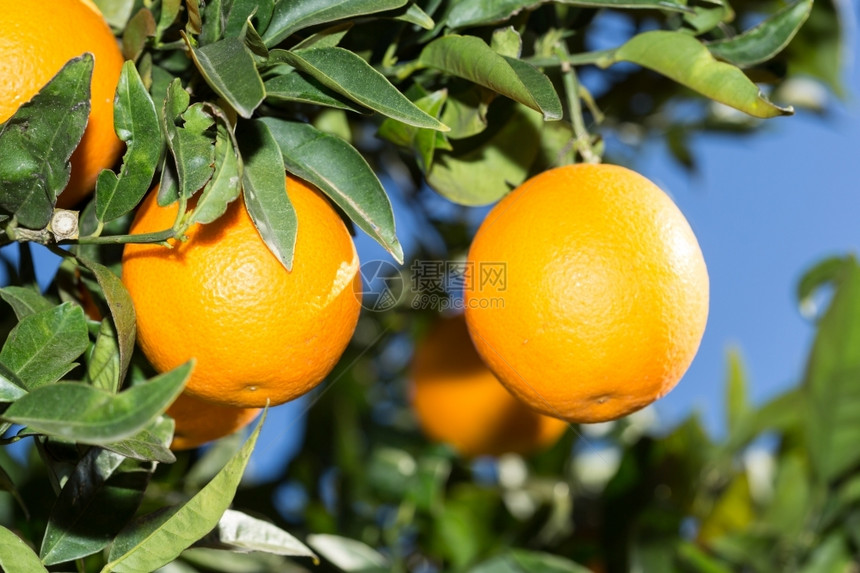树木饮食西班牙巴伦亚省典型的橙色树苗西班牙巴伦亚甜的图片