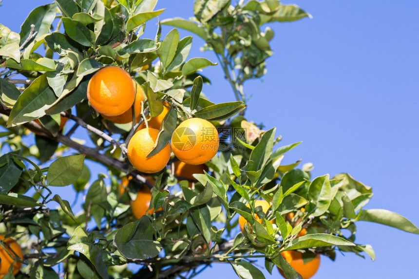 新鲜的西班牙巴伦亚省典型的橙色树苗西班牙巴伦亚季节可口图片