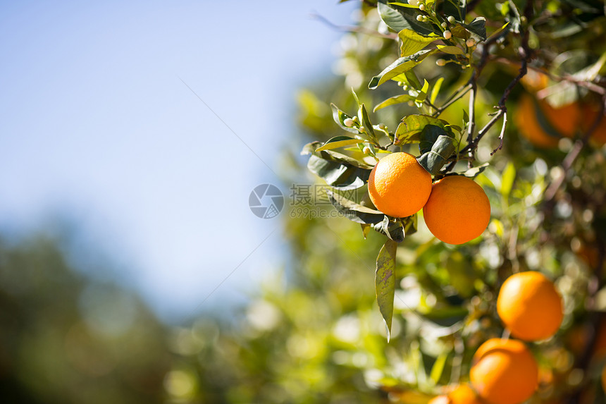 蜜糖场地树叶西班牙巴伦亚省典型的橙色树苗西班牙巴伦亚图片