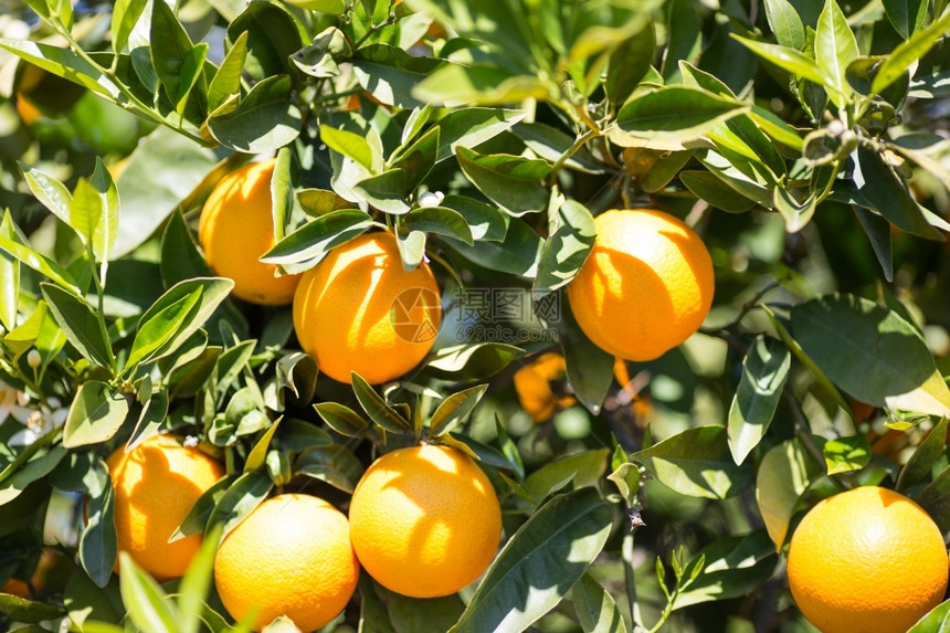 树木叶子西班牙巴伦亚省典型的橙色树苗西班牙巴伦亚柠檬酸图片