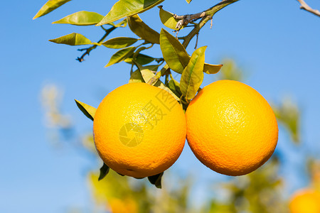 西班牙巴伦亚省典型的橙色树苗西班牙巴伦亚树叶酸的维他命图片