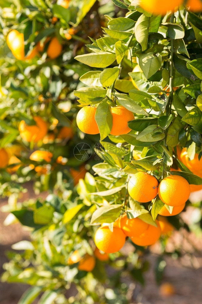 新鲜西班牙巴伦亚省典型的橙色树苗西班牙巴伦亚柠檬酸可口图片