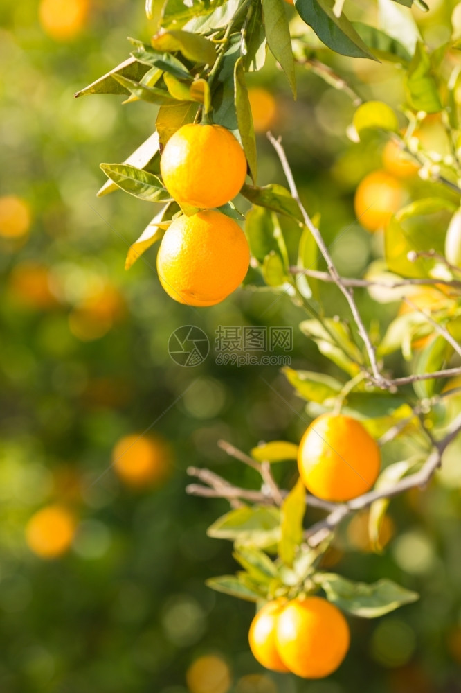 树枝上的柑橘图片