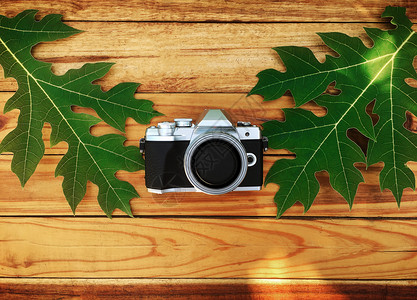 木头假期桌面背景的相机和绿叶图片