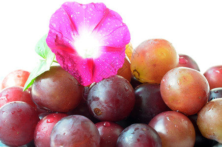 白色背景的清晨光荣采紫色葡萄自然食物农业图片
