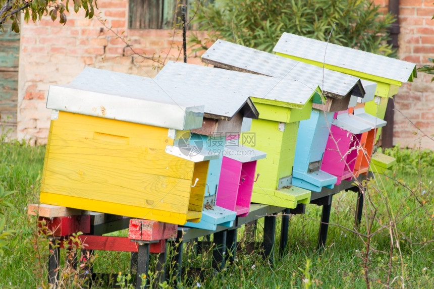 多彩的木蜂系列带有活蜜蜂景观花粉乡村的图片