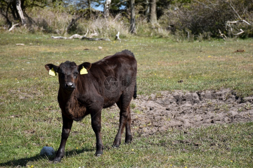 一头黑牛在春季牧草地上寻找夏天农田小牛图片