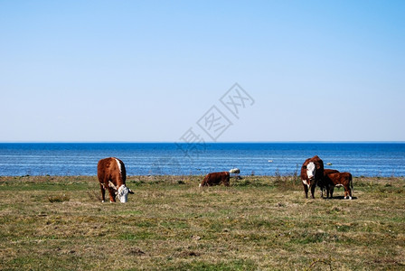 奶牛水草在斯威德群岛海岸边的春天放牧牛群图片