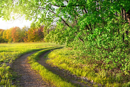 一种夏天季公园中的乡村道路绿色树和光明太阳草夏季公园中的乡村道路户外图片
