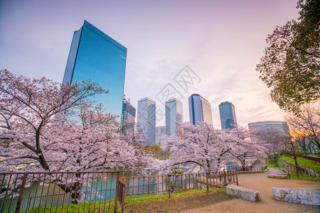 关西大阪市天际满盛的樱花夜晚树背景