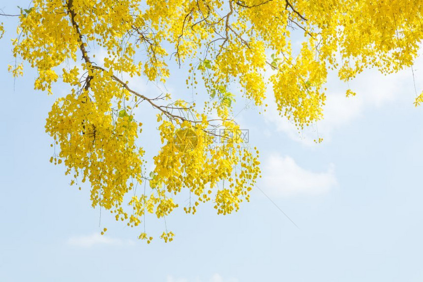 黄色的树叶图片
