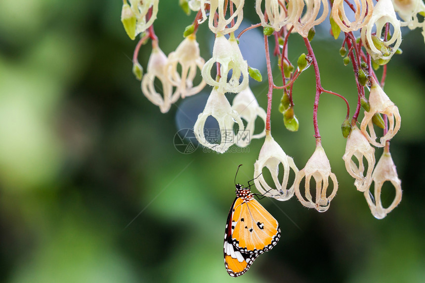 美丽的板栗花与蝴蝶盛开生动图片