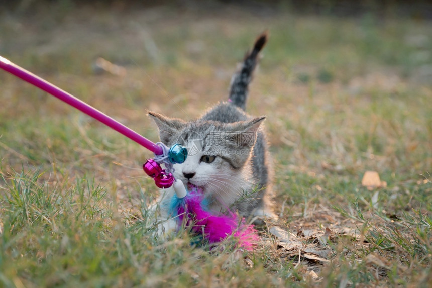 漂亮的虎斑猫外部在花园玩具的可爱小猫图片