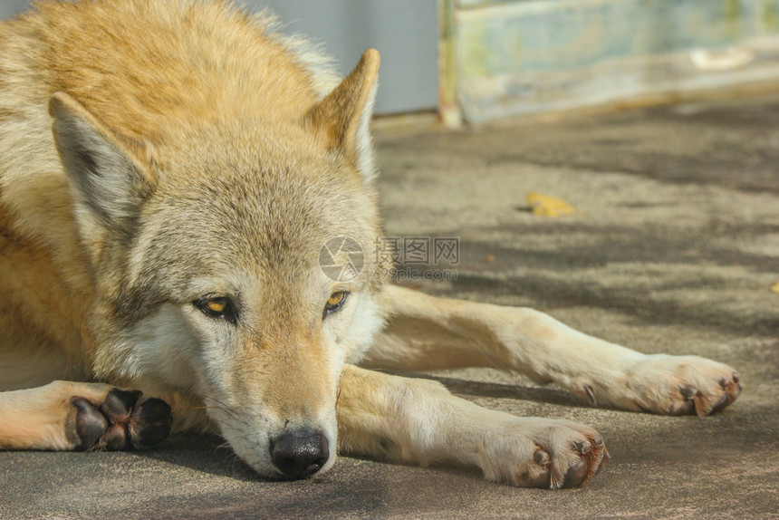 动物活力一只棕色狼狗躺在地上领导图片