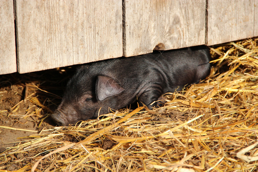 栅栏黑猪睡在花草地上滑稽的年轻小猪睡在田里黑树篱下的草地上动物乡村的图片
