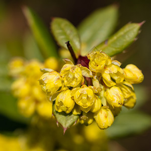 生长冬绿色巴莓贝里斯朱利亚纳关闭花头的图像生态系统蜜蜂友好型图片