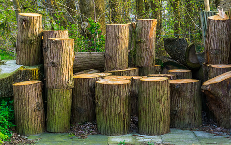 生态木制树干天然背景木制柴的累积环境料图片