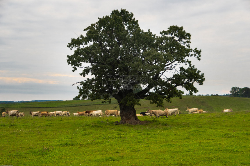 美丽的橡木在拉脱维亚夏初清晨在青草牧场和一群白色棕牛中形成大而古老的橡树绿地农业景观跑步图片