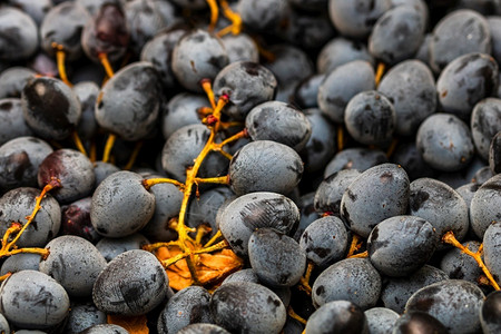 健康营养束收近熟的葡萄背景图片