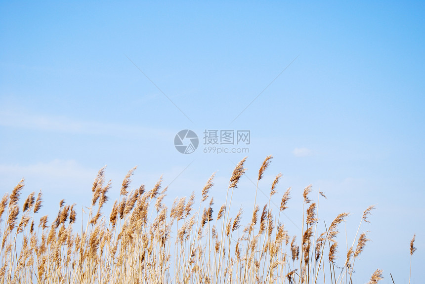 花的干燥蓬松芦苇在明亮蓝天下干燥蓬松的芦苇宁静弯曲图片