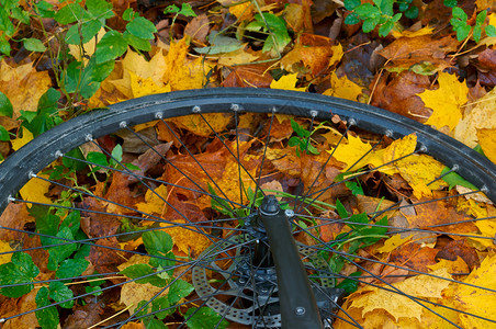 落叶上的旧车轮图片