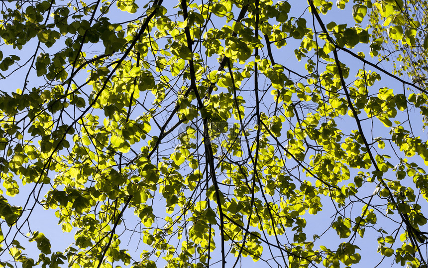 一种金的春季树上青绿叶子在阳光明媚的天气下与蓝对立青绿叶子色图片