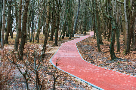 白色的叶子颜公园红瓷砖路春天公园的走道图片