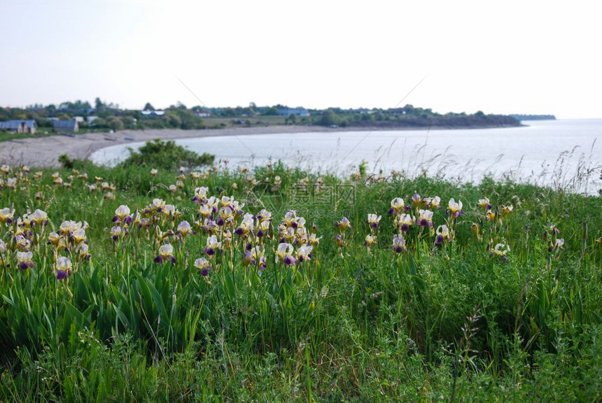 季节地平线位于瑞典群岛奥兰海岸边的伊里斯野花春天图片