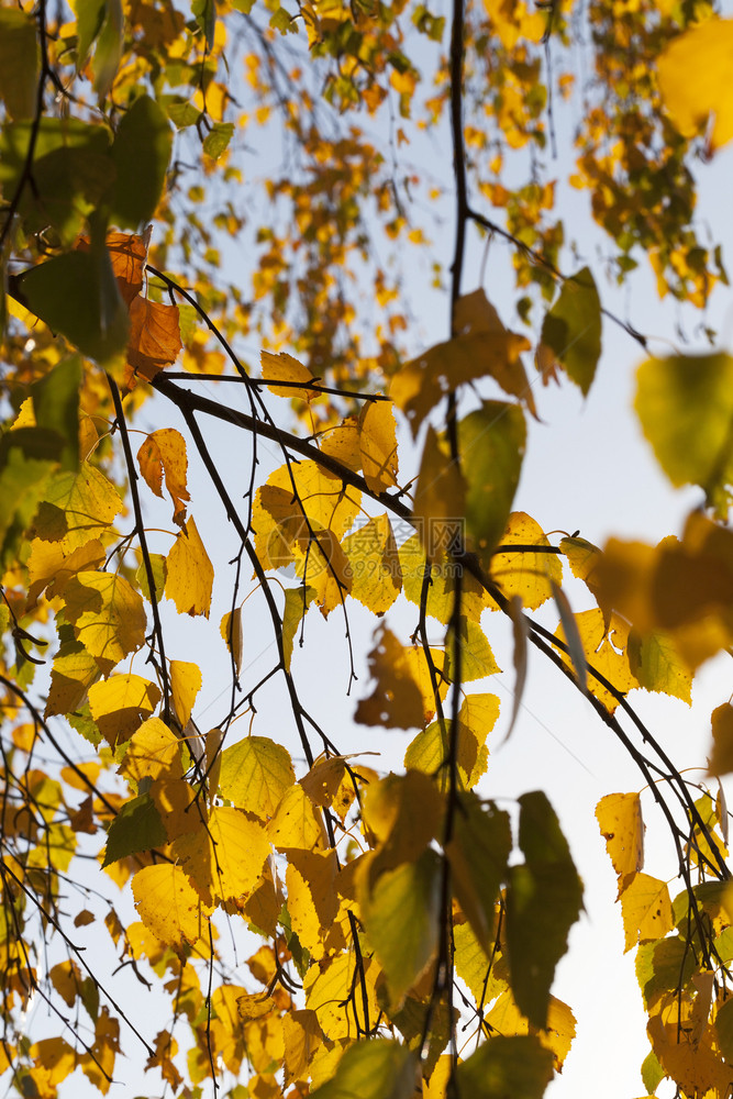 蓝天下的秋叶图片