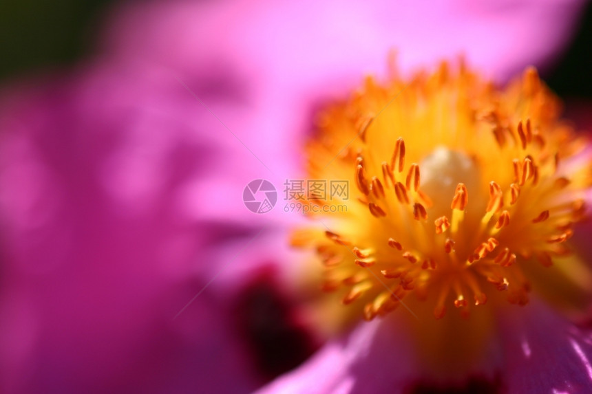 CistusPurpureus或兰花罗克斯从灌木丛中粉红色美丽的丰富多彩粉色图片