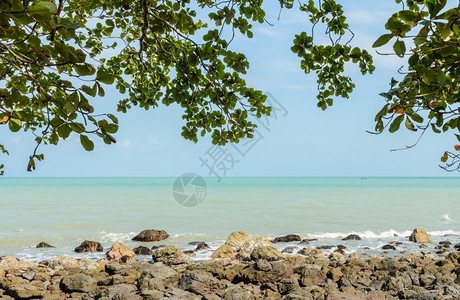 榄仁树风景优美旅行分支泰国的岩石海岸景与绿叶背景