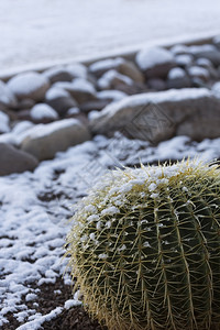 罕见仙人掌花稀有的受影响落地在亚利桑那州图森受罕见的2015年新树枝日雪瀑布及周围岩石景观的影响一种背景