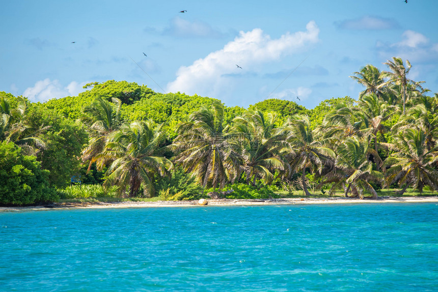 海洋美丽的加勒比人像有椰子棕榈和海太阳的岛屿美丽热带岛有椰子棕榈和海田园诗般的树图片