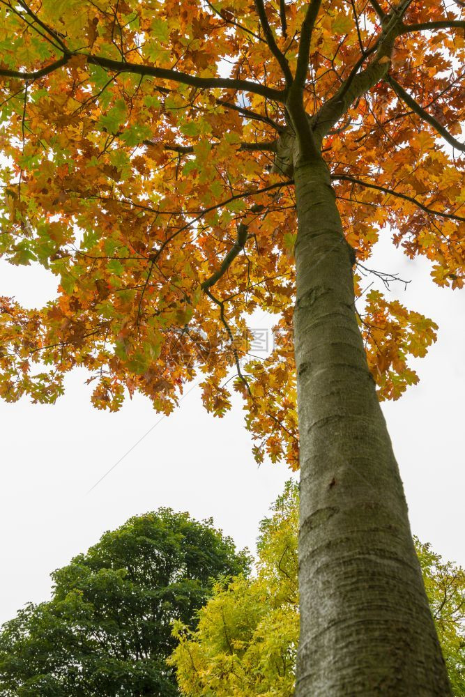 英国纽卡斯尔Laises公园秋天彩色树的上方景象王国租约红色的图片