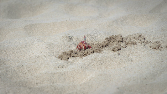 沙滩上的寄居蟹图片