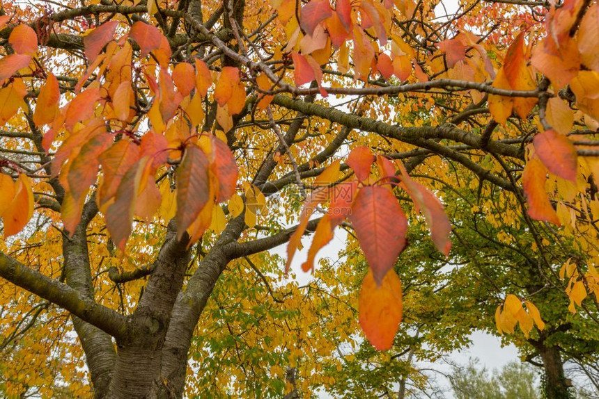 吠红色的英国纽卡斯尔LissesPark的秋天树叶多彩子图片