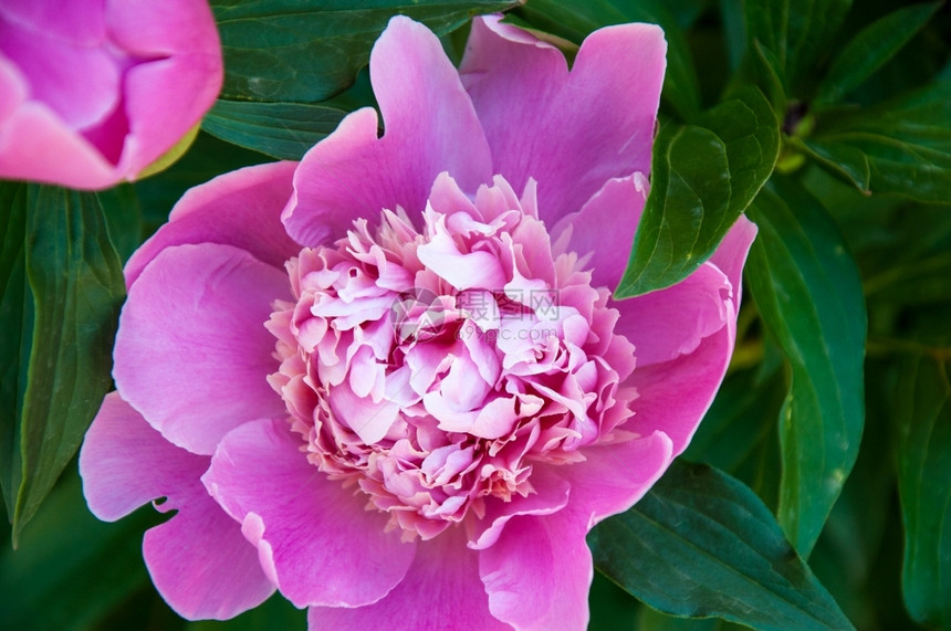 开花皮奥尼是最奢华的花朵植物之一最多插图图片