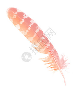 美丽的粉色橙羽毛白背景被孤立天使白色的纯度图片