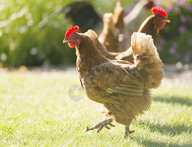 在一个小农场上游荡在院子里的免费野鸡春天绿色自由图片
