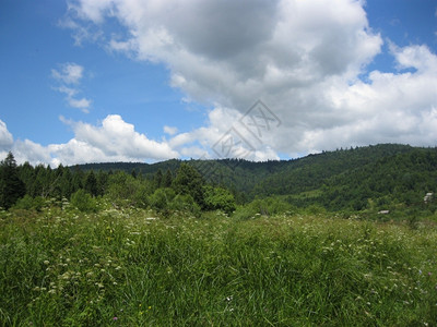 区场地喀尔巴阡山脉的草地和树木植物图片