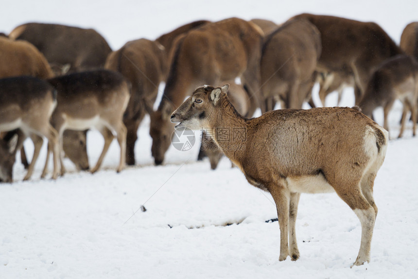 野生动物可爱的欧洲女MoflonOvisorientalisMusimon在冬季站雪上打猎图片