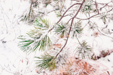 十二月霜分支机构下雪林的松树分支图片