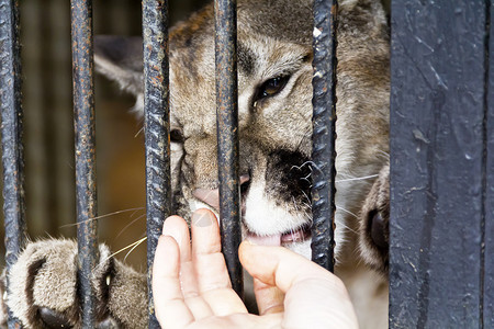 动物园里的野猫咬人手指类通过栅栏抚摸大猫男人猞猁美洲狮背景图片