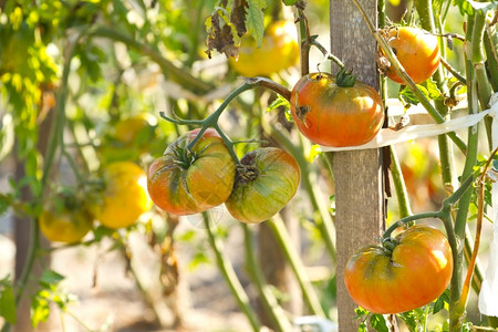 蔬菜花园的番茄植物食生长收成图片