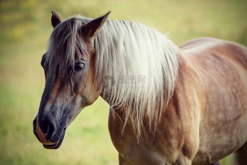 场地鬃毛脸一匹美丽的棕色马肖像草地古老效应上有灰色麻布图片